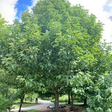 Magnolia acuminata form