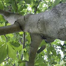 Magnolia macrophylla bark JB