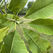 Magnolia macrophylla leaf JB