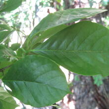 Nyssa sylvatica leaf