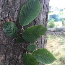 Ostrya virginiana leaf bark2 CEH