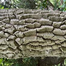 Oxydendrum arboreum bark JB