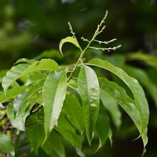 Oxydendrum arboreum leaves