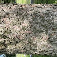 Picea glauca bark JB