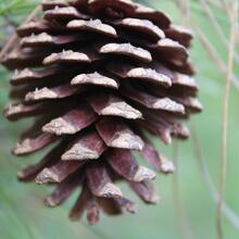 Pinus echinata cone