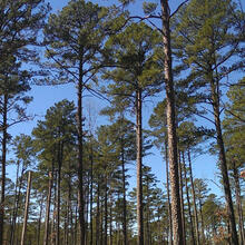 Pinus echinata form NC State Extension