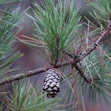 Pinus echinata needles Larry Allain US Geological Survey