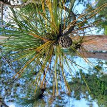 Pinus resinosa cone MJP