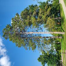 Pinus resinosa form MJP