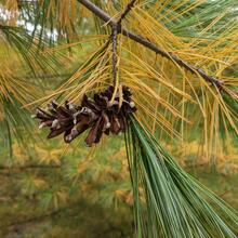 Pinus strobus cone