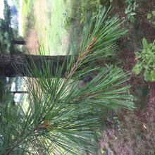 Pinus strobus needles CEH