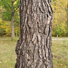 Pinus virginiana bark