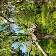 Pinus virginiana cone leaf MJP