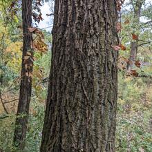 Populus deltoides bark