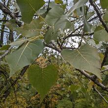 Populus deltoides leaf