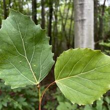 Populus grandidentata leaf JB