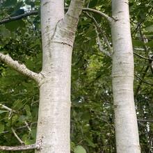 Populus tremuloides bark JB