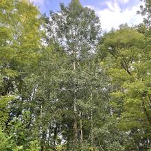 Populus tremuloides form forest JB