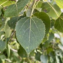 Populus tremuloides leaves JB