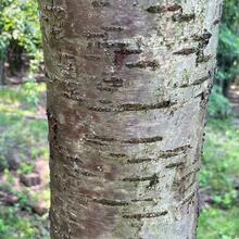 Prunus pensylvanica bark JB