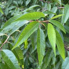 Prunus pensylvanica leaves JB