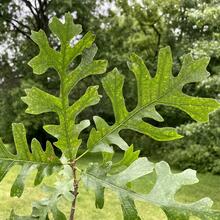 Quercus alba leaf JB