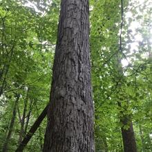 Quercus alba bark