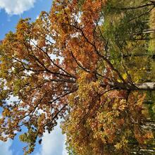 Quercus alba fall color MJP