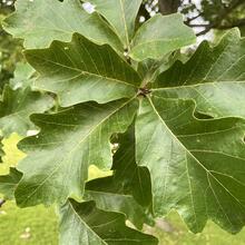 Quercus bicolor leaf  JB