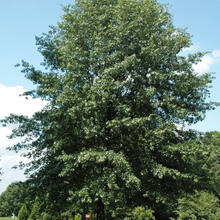 Quercus coccinea form