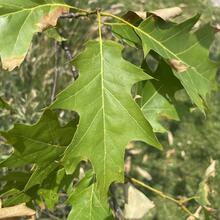 Quercus coccinea leaves JB