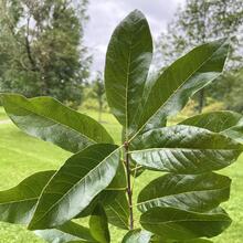 Quercus imbracaria leaves JB