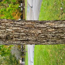 Quercus muehlenbergii bark MJP