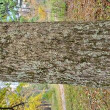 Quercus palustris bark MJP