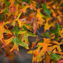 Quercus palustris fall color