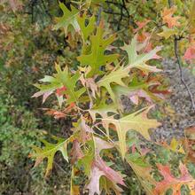 Quercus palustris leaf