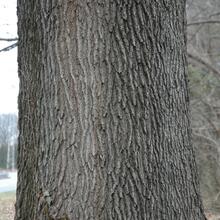 Quercus shumardii bark