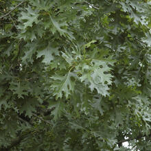 Quercus shumardii leaf