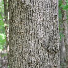Quercus stellata bark