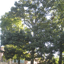 Quercus stellata form