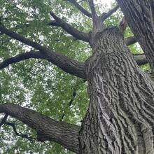 Quercus velutina bark trunk JB