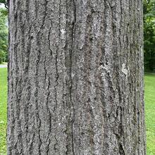 Quercus rubra bark JB