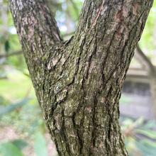 Rhododendron periclymenoides bark JB