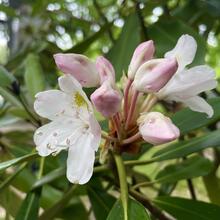 Rhododendron periclymenoides flower JB