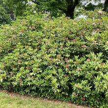 Rhododendron periclymenoides form JB