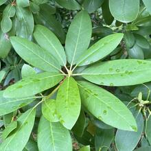 Rhododendron periclymenoides leaf JB