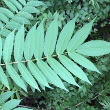 Rhus typhina leaf