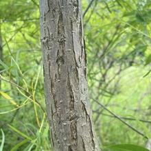 Salix amygdaloides bark JB