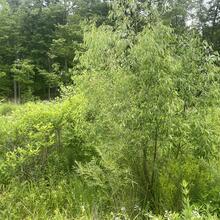 Salix amygdaloides form JB