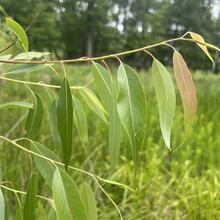 Salix amygdaloides leaves JB